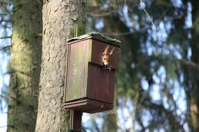 a nest for birds