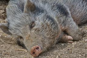 Boar Sleep Nature