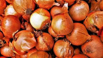 healthy onion harvest