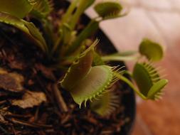 Plant Leaf Nature No