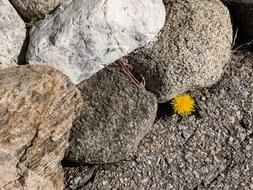 flower in the stones