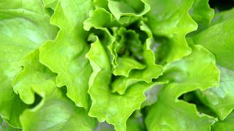 green tasty salad