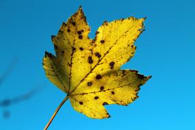 Leaf Autumn