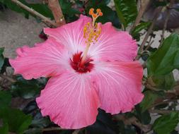 a bud with a pink center
