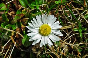 Nature Plant Flower Daisy