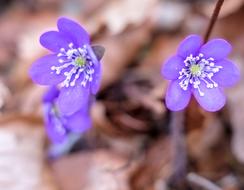 Flower Petal Nature