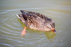 Wildlife Nature Bird