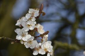 Cherry Tree Flower