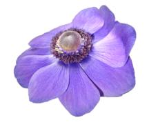 Anemone Flower Violet