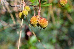 the fruits on the branch are yellow