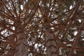 Tree Wood Branch No