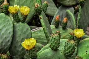 Flower Prickly Pear Fruit