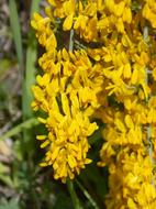 Gorse Aliaga Argilaga Yellow