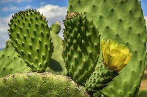 Flower Yellow Prickly Pear