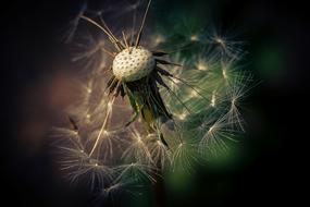 Nature Dandelion Plant