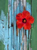 Natural Flowers Colors Flower