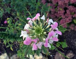 Flower Plant Nature
