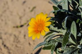 Flower Yellow Plant
