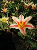 Flower Nature Plant