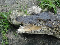 Nature Crocodile Animal World