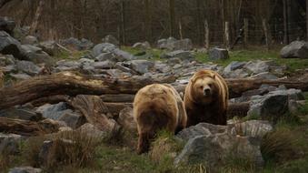 Nature Outdoor Wood Brown bear