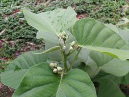 Flora Leaf Nature