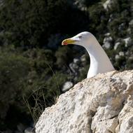 Seagull Gull Calpe