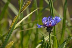Blueberry Flower Flora