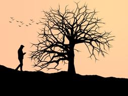 tree silhouette nature sunset
