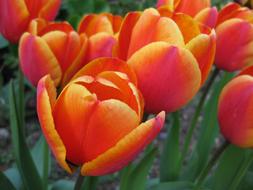 Tulip Nature Garden