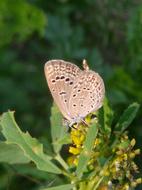 Nature Butterfly Insect