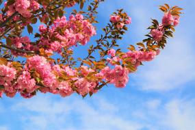 Flower Tree Current Season