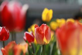 Nature Plants Flowers