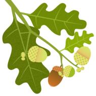 oak acorns branch leaves nature