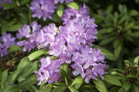 Rhododendron Guzeripl The Pontic