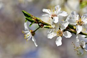 Plum Blossom Bloom