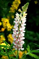 Nature Plant Summer