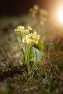 Cowslip Pointed Flower Spring