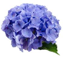 Flower Hydrangea Blue