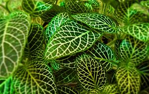 Nature Leaf Tropical