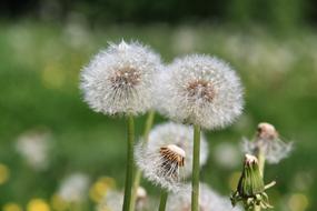 Dandelion Nature Plant