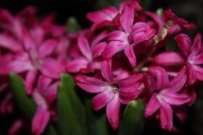 Hyacinths Flowers Spring