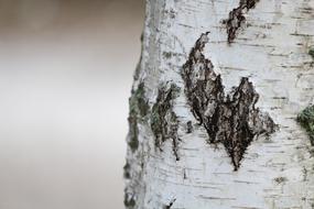scratched logs