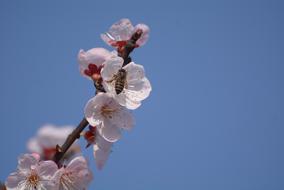 Flower Cherry Wood Nature