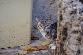 Nature Cat Animal World