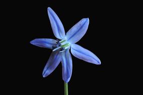 Blue Asterisk Blossom Bloom