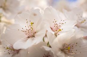 Flowers Nature Plants