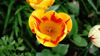 Nature Flower Flora