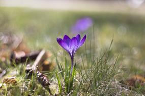 a flower alone in the grass