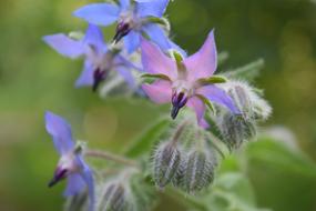 Borage Flowers Borretschblüte